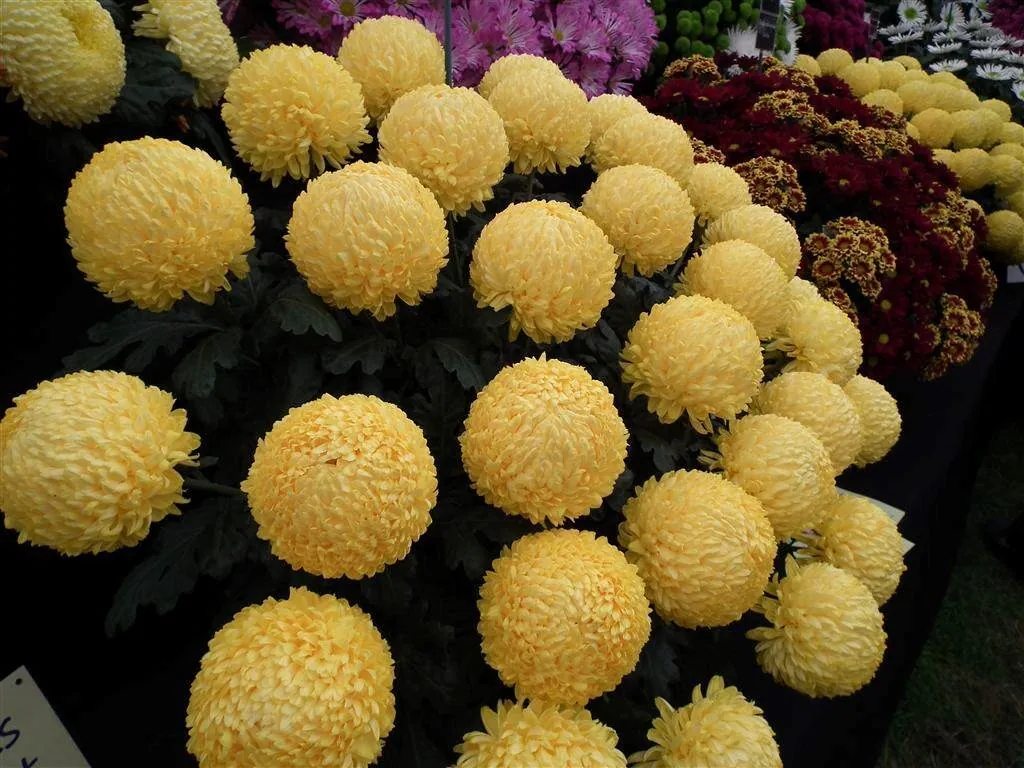 Floral marquee part ii 1